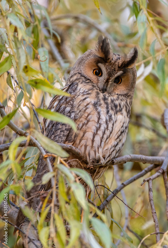 Asio otus Uszatka zwyczajna, uszatka Long-eared owl