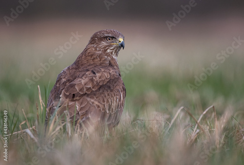 Buteo buteo Myszołów zwyczajny Common buzzard