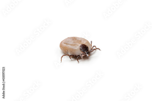 Tick isolated on white, close up