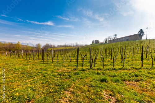 Vineyards / Montello in Italy