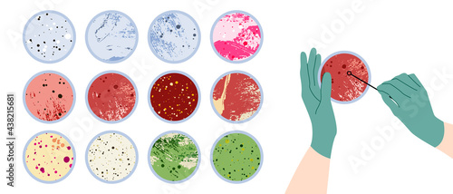 Scientist's hand in glove holding Petri dish, plate with agar, bacterial colony. Bacteriology. Microbiology. Laboratory test, bacteriological swab, chemical analysis. Vector flat cartoon illustration