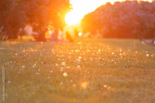 Sunset in the park with lush greenery. Summer evening outdoors. People are enjoying the sunset. People are sitting on the lawn. Warm summer evening. Sunshine. Copy space.