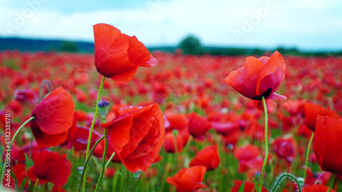 Remembrance poppy, field with poppies, nature, mountains, red flowers, red field, field with flowers