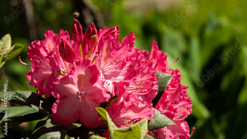 Rhododendron