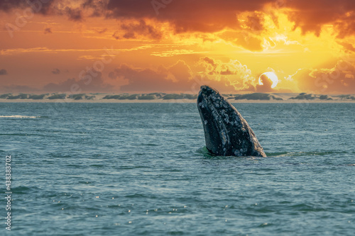 grey whale while hopping spying outside the sea at sunset
