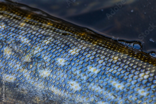 Close-up of caught pike fish trophy in water. Fishing background.Pike catch lure.