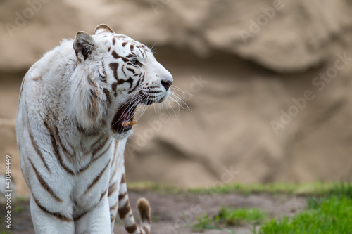 Weisser Tiger in einem Tierpark 