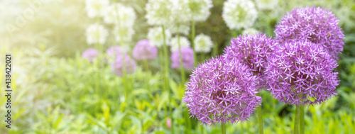 close up of pink flowers