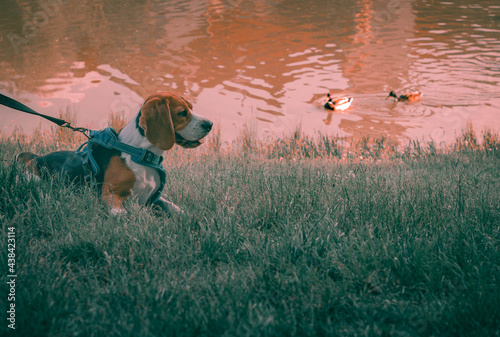 Pies przypięty szelkami bawi się w parku w tle widać kaczki