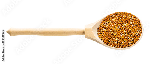 spoon with unhulled proso millet grains isolated