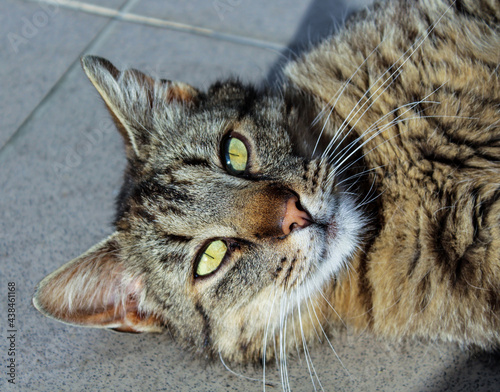 close up of a cat