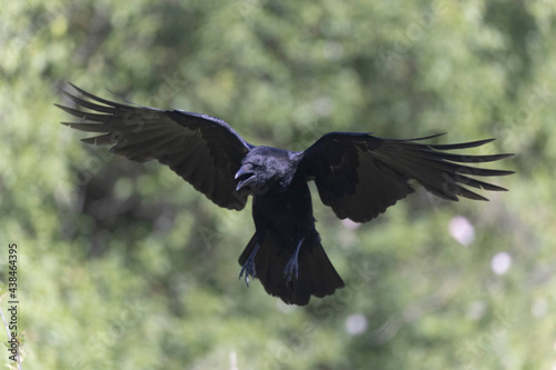 Corneille noire Corvus corone en gros plan ou en vol