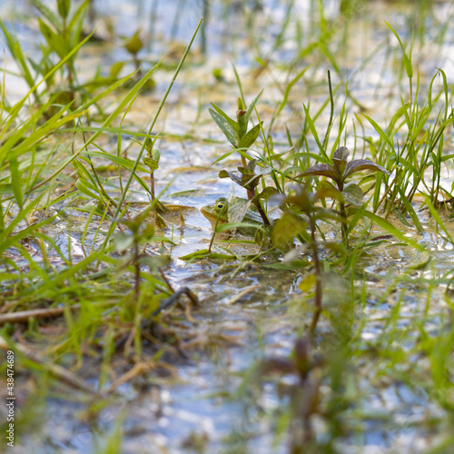 zielona żaba wiosną w jeziorze pośród roślin wodnych