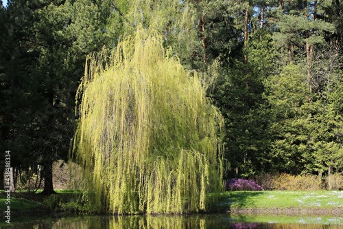 Young long willow branches touch the surface of the pond water on a sunny spring day
