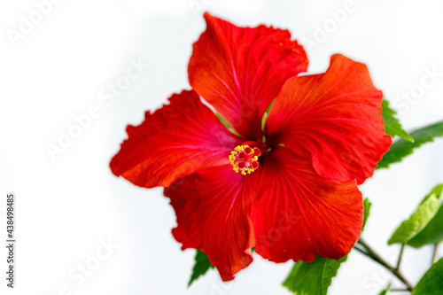 hibiskus kwiat