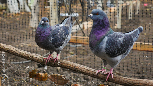 German Modena couple pigeon. Decorative colorful pigeons. Beautiful originals various types breed doves. Special plumage. 