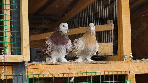 Couple brown curly pigeon sitting in arranged space from wood, in a cage with an open gate. Special breed and very cute. Concept of peace, love and care to pigeons.