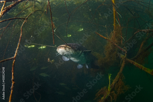 Catfish hiding among branches. Calm wels catfish in the lake. Big fish underwater. Fish life in fresh water. 