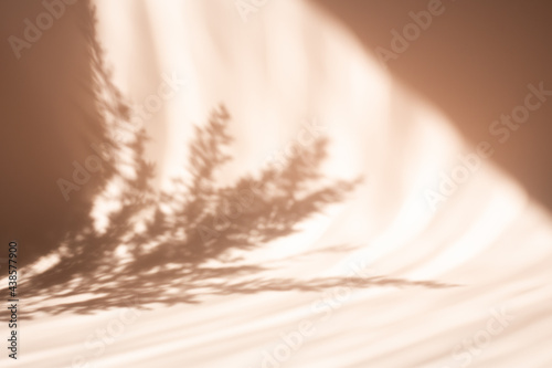 Pampas grass natural shadows on a beige wall or table. Floral silhouette on beige background