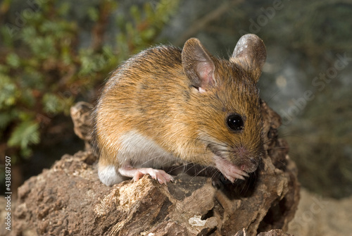 Waldmaus // Wood mouse (Apodemus sylvaticus)