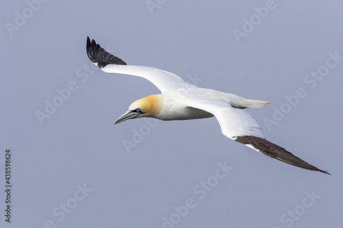 Northern Gannet (Morus bassanus) flying at Cape St. Mary's Ecological Reserve, Cape St. Mary's, Avalon Peninsula, Newfoundland, Canada.