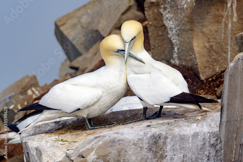 Northern Gannet (Morus bassanus) pair displaying on nesting cliff at Cape St. Mary's Ecological Reserve, Cape St. Mary's, Avalon Peninsula, Newfoundland, Canada.