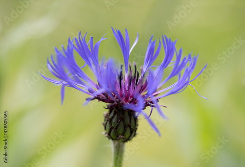 closeup of blue knapweed blossom against blurry green background