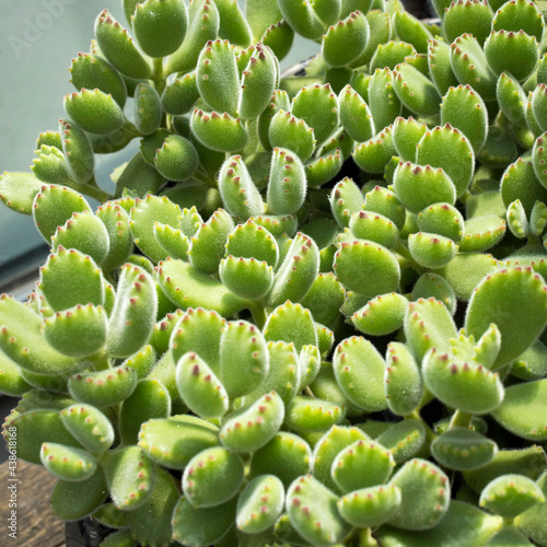 Cotyledon tomentosa is a house plants originating from South Africa.