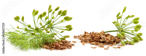 Fresh fennel with dill seeds isolated on white.