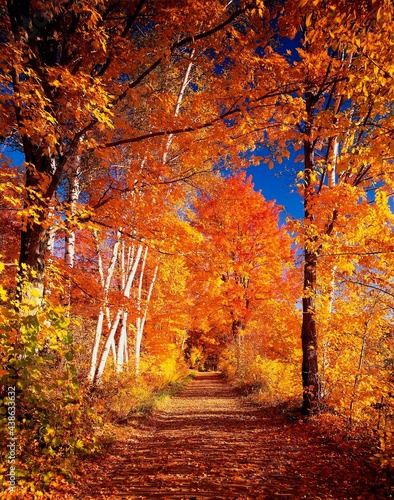 usa, vermont, forest trail, birches, maple, autumn, america, season, autumnal, deciduous trees, trees, colourful, deciduous colouring, nature, landscape, trail, indian summer, 
