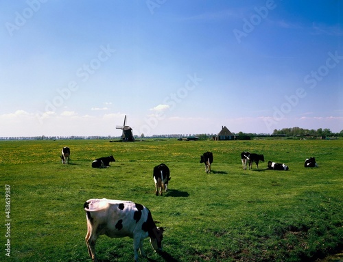 netherlands, north holland, obdam, polder landscape, cows, windmill, holland, landscape, meadow, pasture, agriculture, cattle, grazing, spring, 