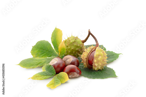 Horse chestnut with yellowing leaves. Isolated on white background with soft shadows.