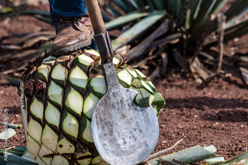 blue agave pine