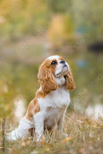 cavalier king charles spaniel. little dog on October background