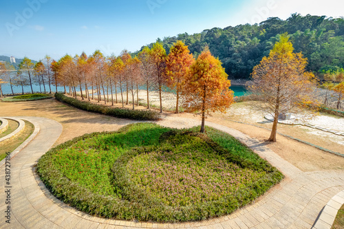 The bald cypress trees along Sun Moon Lake turning red in the autumn season are near Xiangshang Visitor Center in Yuchi Township, Nantou, Taiwan.