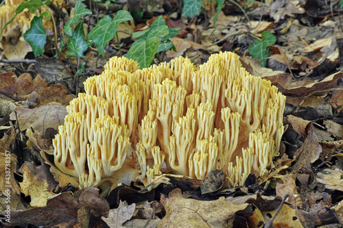 mushroom ramaria aurea
