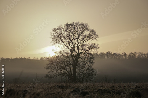 Lonely tree without leaves at sunrise with fog