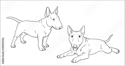 Bull Terrier puppy. Cute dogs puppies. Coloring template. Vector illustration. 