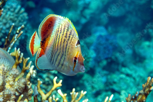 Coral fish - Crown butterflyfish - Chaetodon paucifasciatus in red sea 
