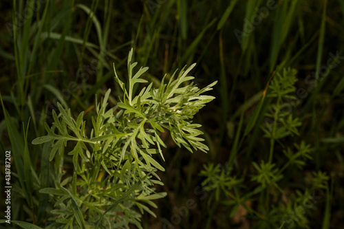 Wormwood leaves on a dark background, beautiful green wormwood for the background, elegant field plant. Artemisia absinthium , absinthe wormwood close up
