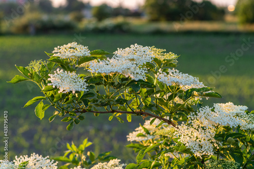 kwitnący bez czarny (Sambucus nigra)