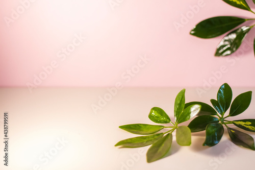 Beautiful shiny natural leaves of a tropical plant on a pale pink background. Advertisement. Product banner. Space for text and design.