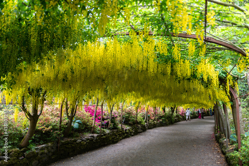 Garden with blooming laburnum arch during spring time
