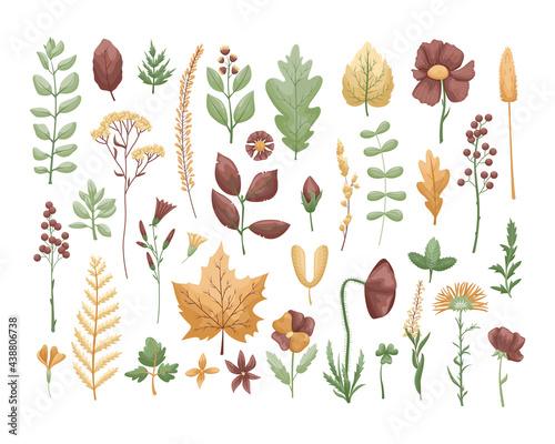 The vector set with herbarium leaves and flowers. Hobby. Botanic set.