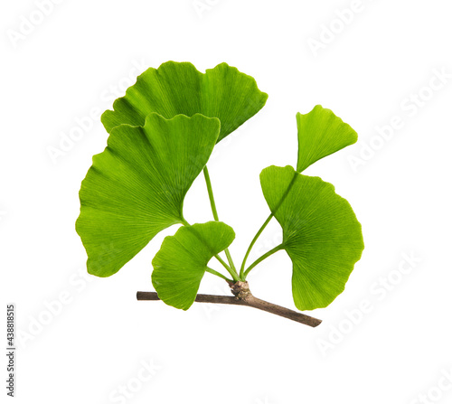 Ginkgo biloba, commonly known as ginkgo or gingko. Branch isolated on white background. High resolution photo on white background.
