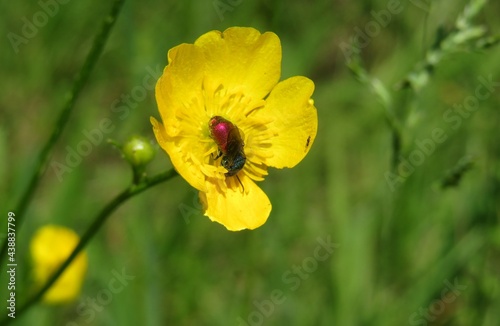 Beautiful red bee inside buttercup flower in the meadow, closeup