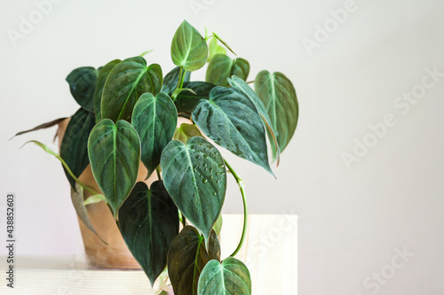 Philodendron micans pot on a wooden shelf.