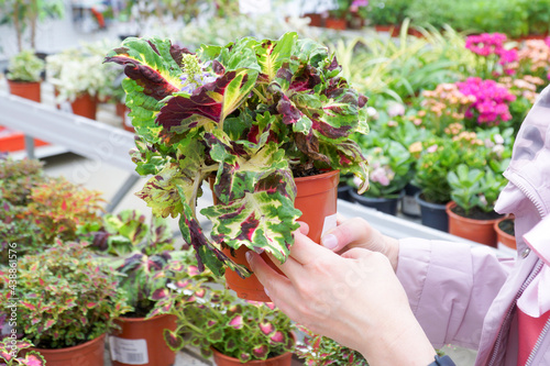  In female hands a pot with a colorful Coleus flower on the background of tables with many other flowers and plants.