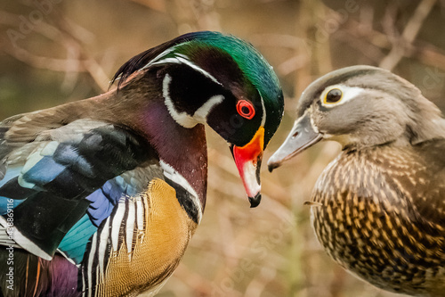 Wood duck pair in love