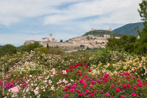 Panoramic view of Assisi, the city of the peace with beautiful roses in Umbria